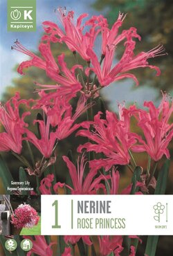 Nerine Sardiensis Rose Princess