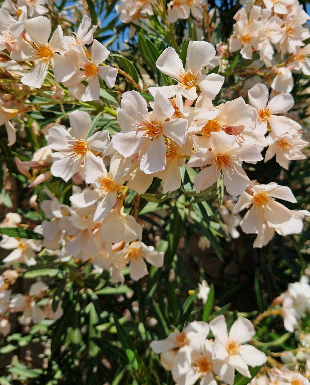 Nerium Oleander Bianco Mini Standard 9 Litre - Stewarts Garden Centre