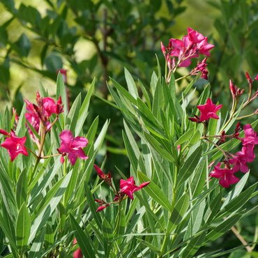 Nerium Oleander In Variety 3 Litre - image 1