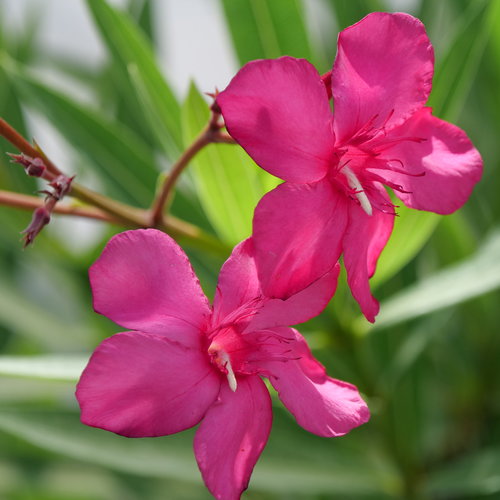Nerium Oleander Papa Gambetta Mini Standard 9 Litre
