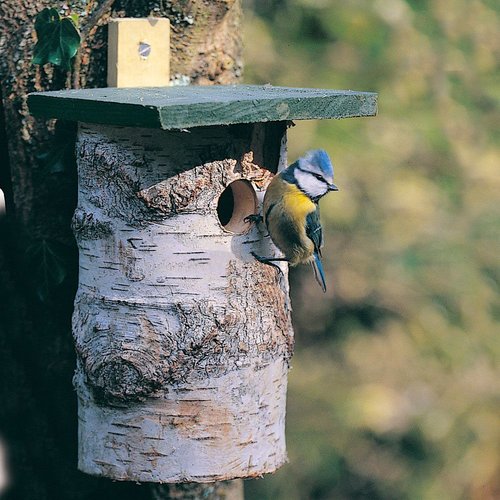 Nest Box Birch National Trust - image 1
