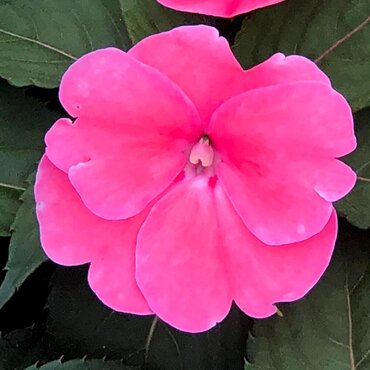 New Guinea Impatiens Hot Pink 1 Litre