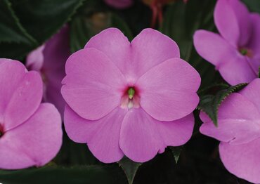New Guinea Impatiens Lavender 1 Litre