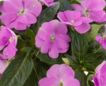 New Guinea Impatiens Lavender Jumbo Six Pack