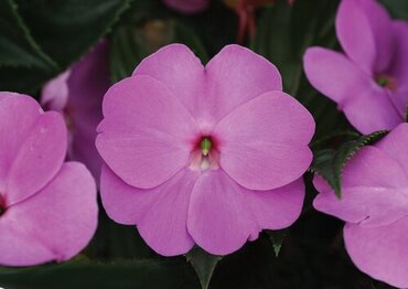 New Guinea Impatiens Lavender Jumbo Six Pack