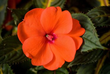 New Guinea Impatiens Orange Jumbo Six Pack