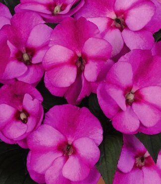 New Guinea Impatiens Purple Star 1 Litre