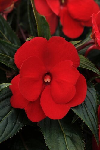 New Guinea Impatiens Red Jumbo Six Pack