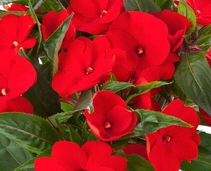 New Guinea Impatiens Red Jumbo Six Pack