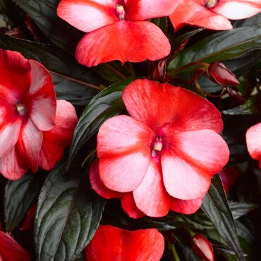 New Guinea Impatiens Red White Bicolour 1 Litre