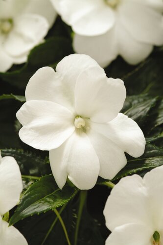 New Guinea Impatiens White Jumbo Six