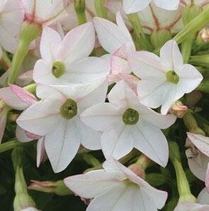 Nicotiana Appleblossom 1 Litre