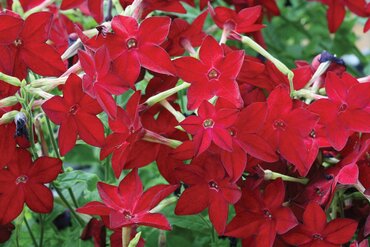Nicotiana Bright Red 6 Pack