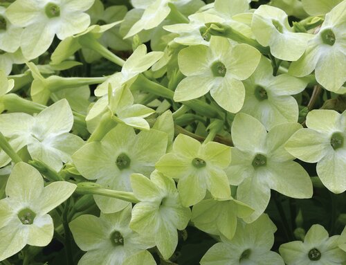 Nicotiana Lime Six Pack