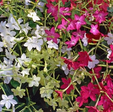 Nicotiana Mixed Jumbo Six Pack