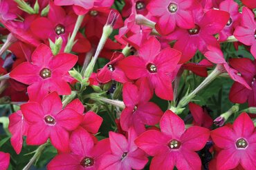 Nicotiana Pink Six Pack