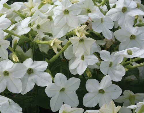 Nicotiana White Jumbo Six Pack