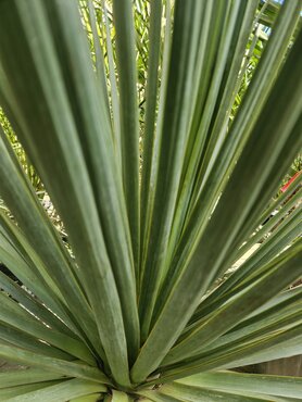 Nolina La Siberica 10 Litre