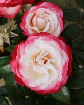 Nostalgia Bush Rose 3 Litre - image 1