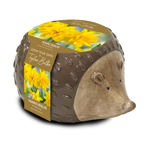 Novelty Hedgehog Planter