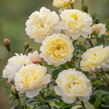 Nye Bevan Shrub Rose 6 Litre - image 1
