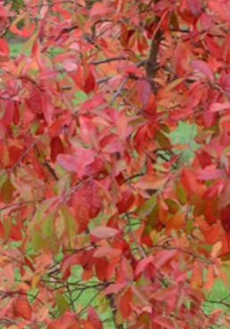 Nyssa sylvatica 12 Litre