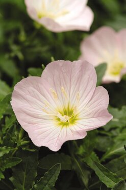 Oenothera Berlandieri Siskyou 9cm