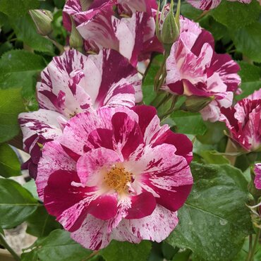 Oh Wow! Cottage Garden Climbing Rose 5.5 Litre