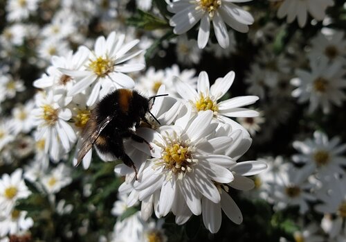 Olearia Spring Bling 3 Litre