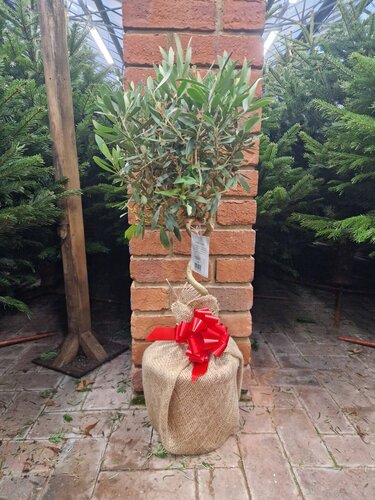 Olive Mini Standard with Spiral Stem - image 2