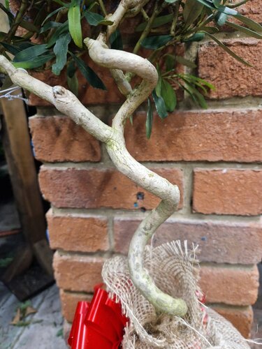 Olive Mini Standard with Spiral Stem - image 3