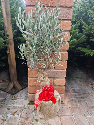 Olive Mini Stem - image 2