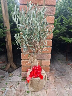 Olive Mini Stem - image 2