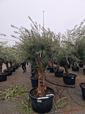 Olive (Olea Europaea) Half Standard 100 Litre - image 2