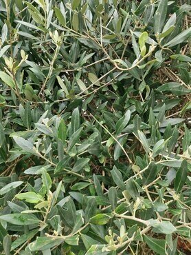 Olive Standard Mini Stem 2 Litre - image 1