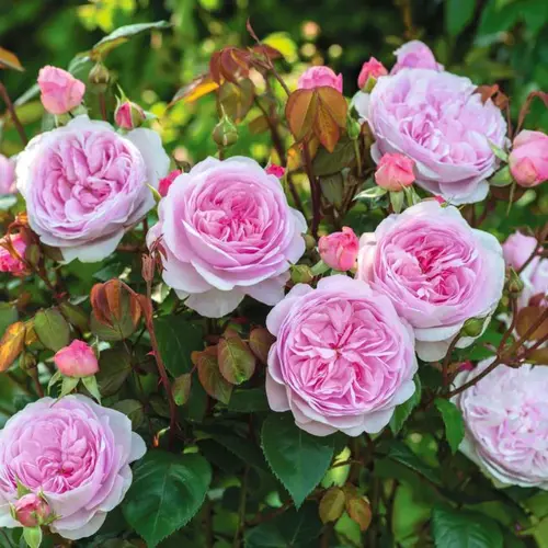 Olivia Shrub Rose 6 Litre - image 1