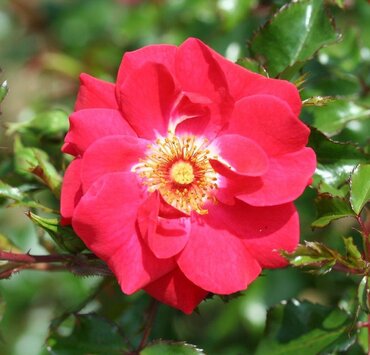 Olympic Flame Climbing Rose 4 Litre