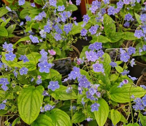 Omphalodes Cherry Ingram 2 Litre