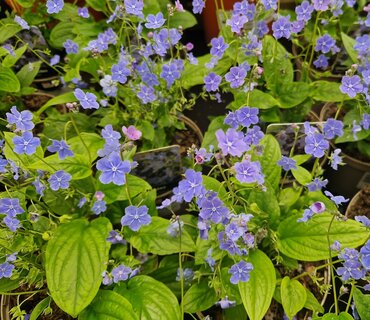 Omphalodes Cherry Ingram 2 Litre