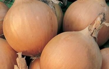 Onion Bedfordshire Champion 6 Pack