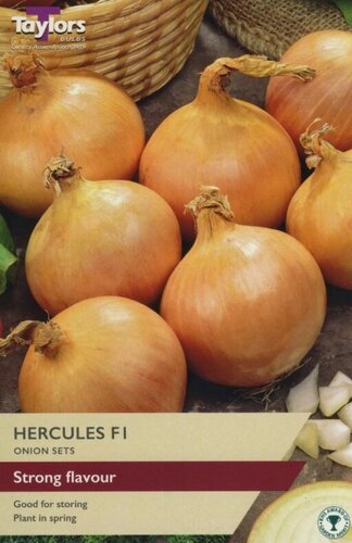 Onion Hercules F1