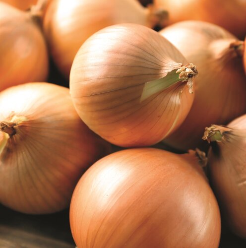 Onion (Japanese) Senshyu Yellow 6 Pack
