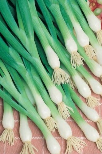 Onion (Salad Onion) White Lisbon 6 Pack