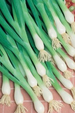 Onion (Salad Onion) White Lisbon 6 Pack