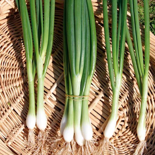 Salad Onion Seeds (White Lisbon - Winter Hardy) - image 1