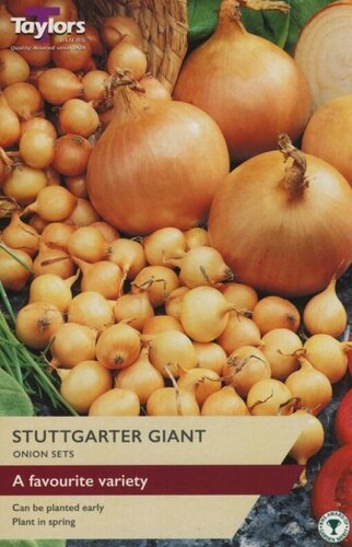 Onion Stuttgarter Giant