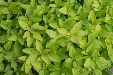 Oregano Gold 10.5cm