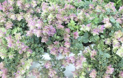 Origanum 'Dingle Fairy' 3 Litre