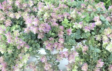 Origanum 'Dingle Fairy' 3 Litre
