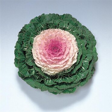 Ornamental Cabbage Attraction Pink 1 Litre